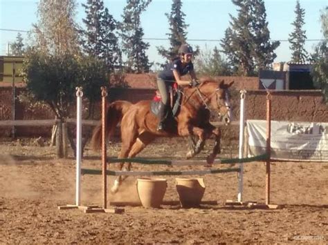 club equestre marrakech|Les écuries de Marrakech à Marrakech .
